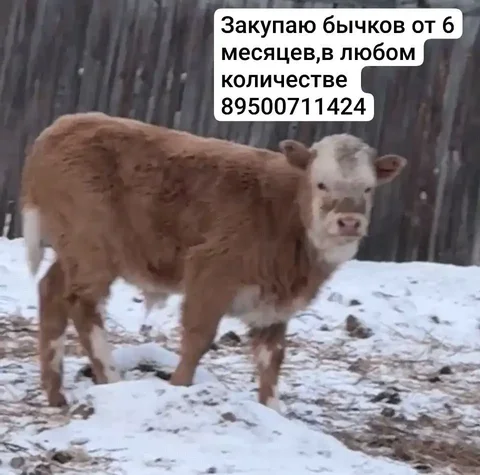 Строительные услуги и материалы в Иркутске - Ремонт техники в Иркутск