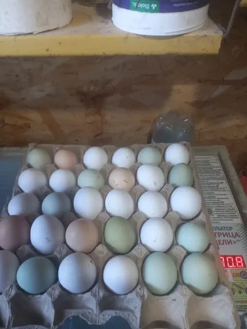 Куриные яйца свежие - Мотоциклы в Иркутск