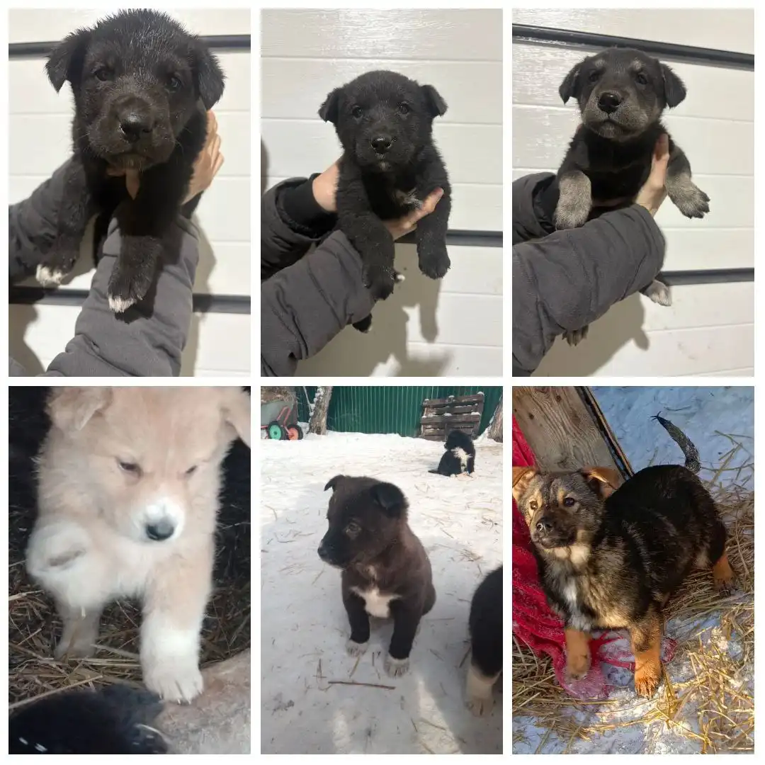 Щенки ждут своего хозяина - Собаки (Животные) в Иркутск