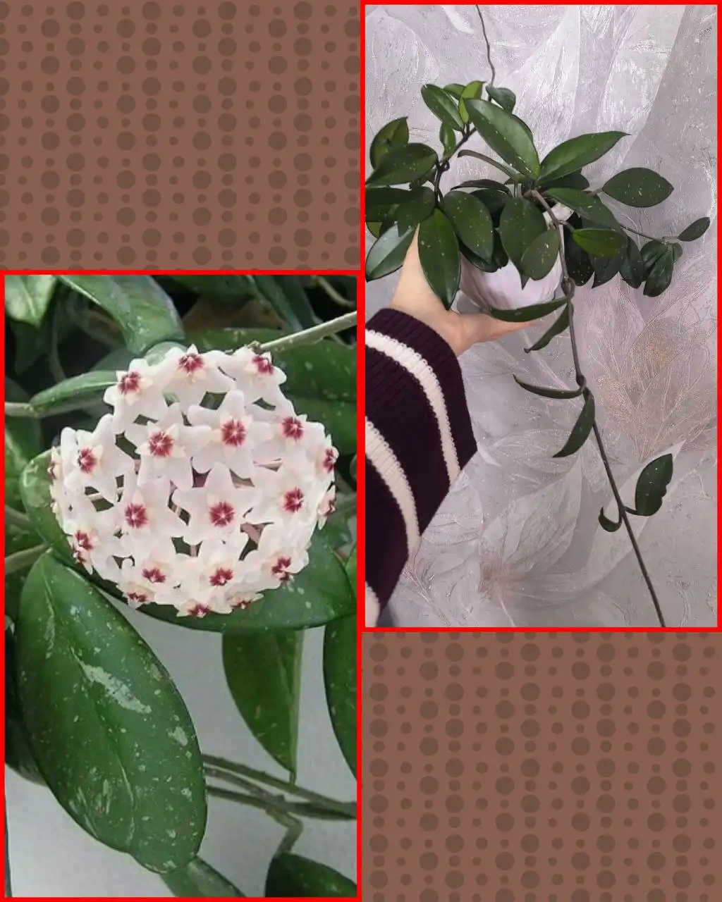 Продам взрослую Хойю Карнозу с бутонами и горшком - Комнатные растения (Хобби и отдых) в Иркутск