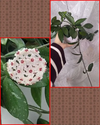 Продам взрослую Хойю Карнозу с бутонами и горшком - Наборы для творчества в Иркутск