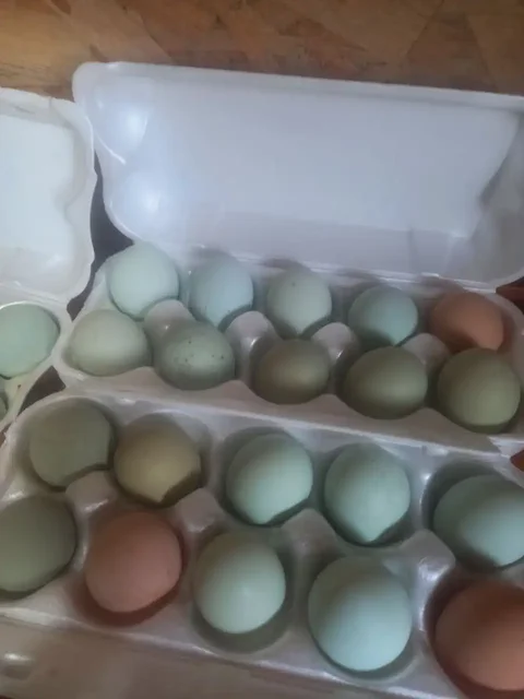 Продажа цыплят от домашних кур с геном цветного яйца - Животные в Иркутск