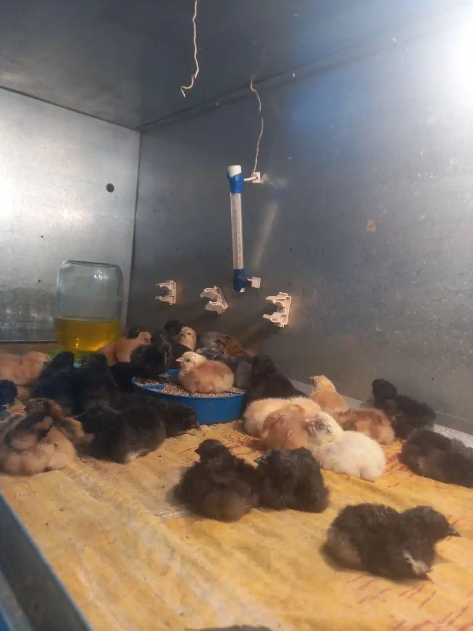 Продажа цыплят от домашних кур с геном цветного яйца - Птицы (Животные) в Иркутск