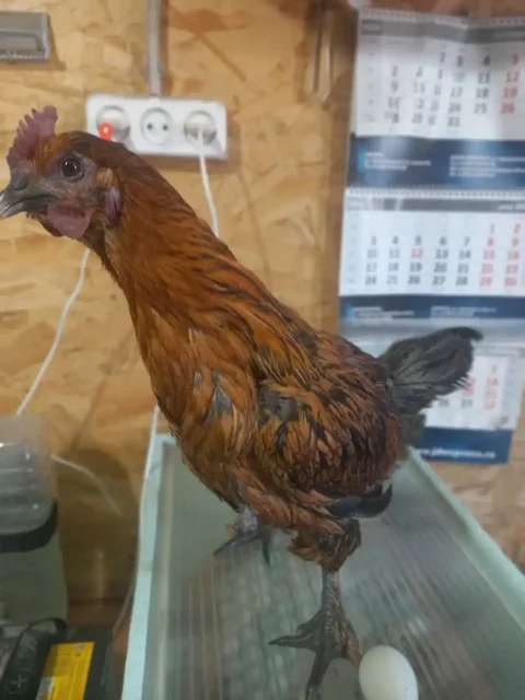 Продажа кур молодок с цветным яйцом - Животные в Иркутск