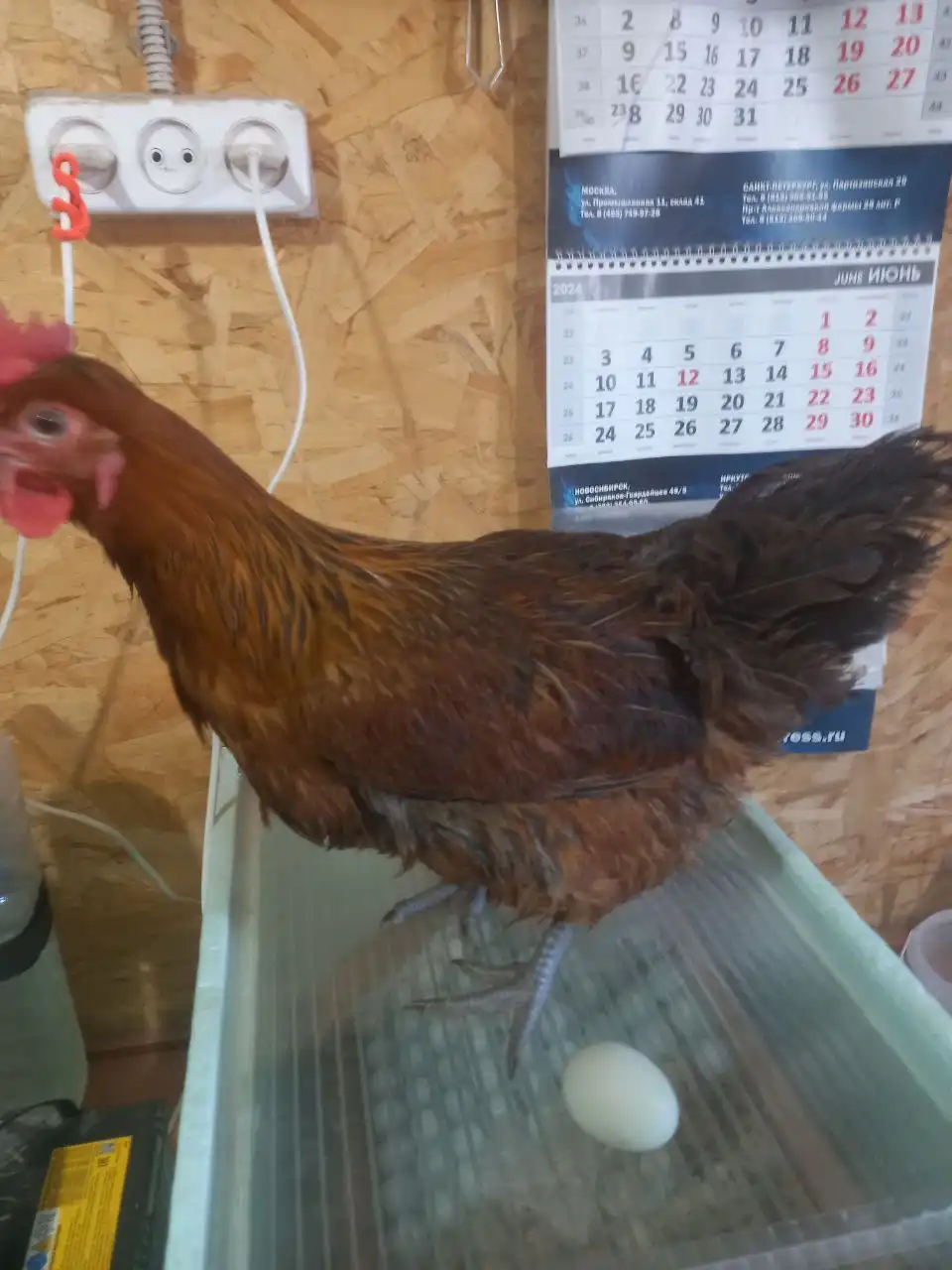 Продажа кур молодок с цветным яйцом - Птицы (Животные) в Иркутск