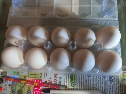 Продажа свежих куриных яиц - частное объявление в Иркутск