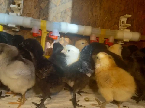 Продажа цыплят и молодок от цветных курочек - Аксессуары для животных в Иркутск