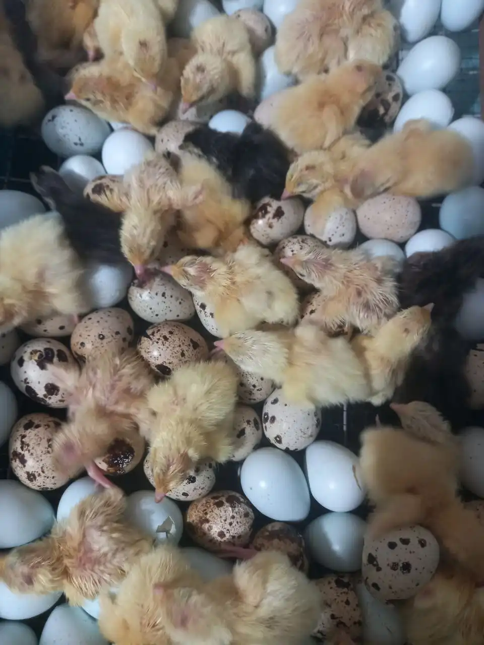 Продажа перепелов БГ и Селадоны - Птицы (Животные) в Иркутск