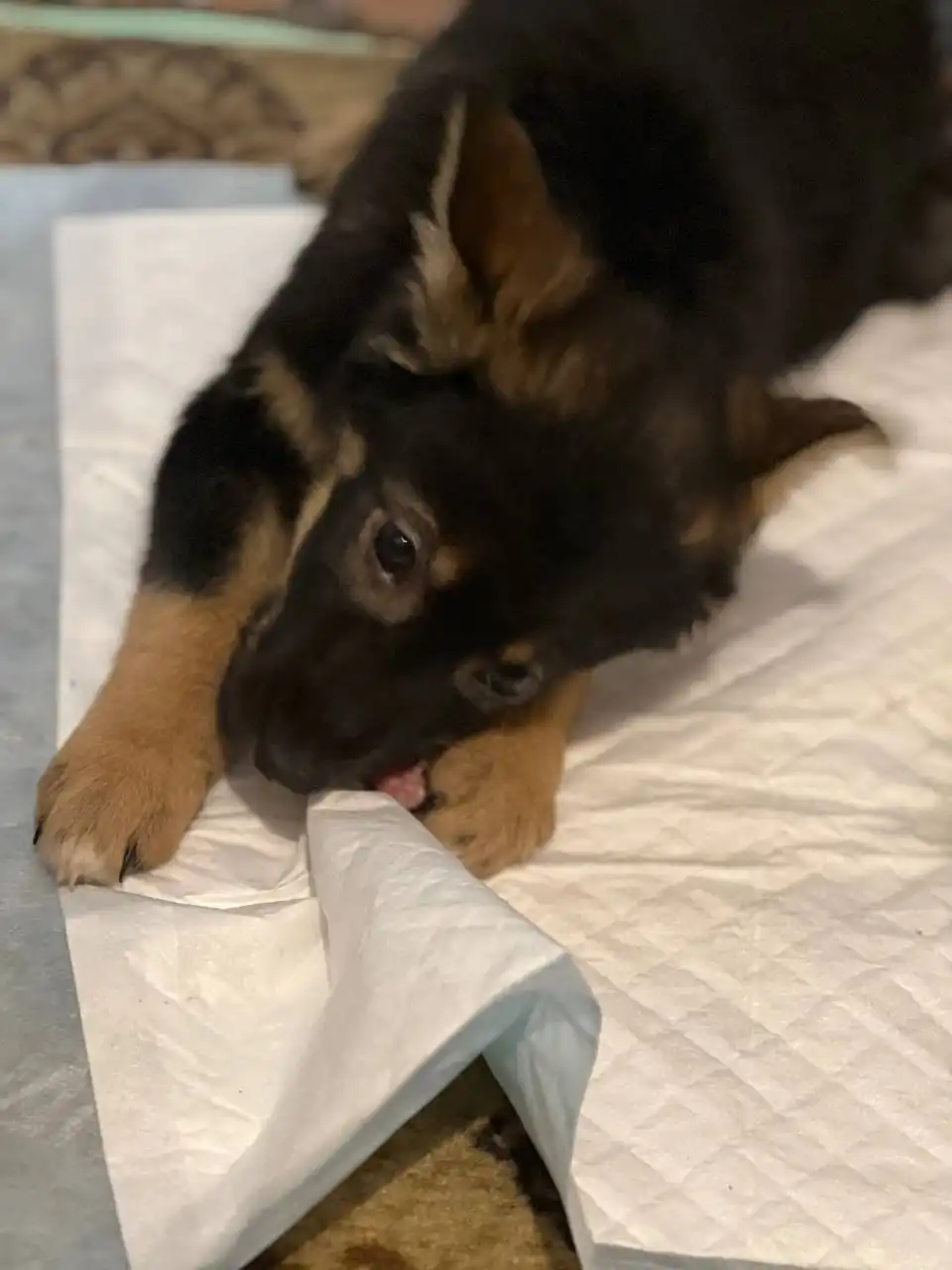 Спасенный щенок метиса немецкой овчарки ищет семью - Собаки (Животные) в Иркутск