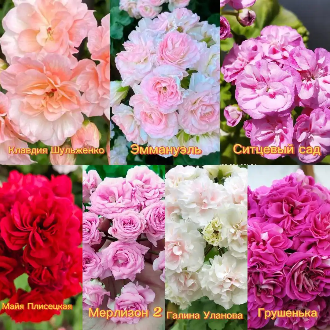 Укорененные черенки сортовых Пеларгоний - Растения (Хобби и отдых) в Иркутск