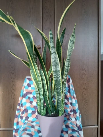 Сансевиерия высотой 90 см для дома или офиса - Эзотерика в Иркутск