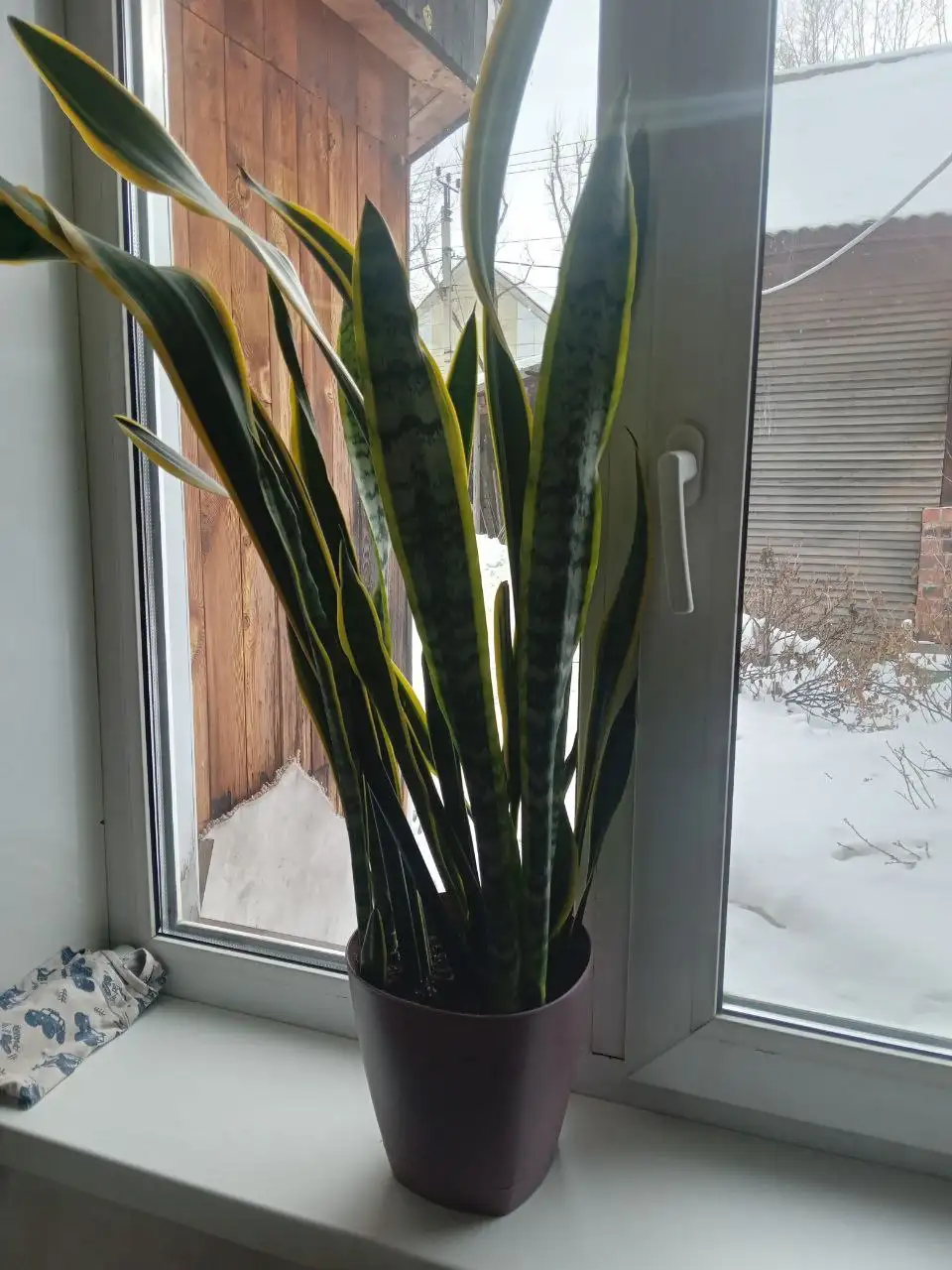 Сансевиерия для очистки воздуха - Барахолка в Иркутск