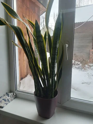Сансевиерия для очистки воздуха - Металлы в Иркутск