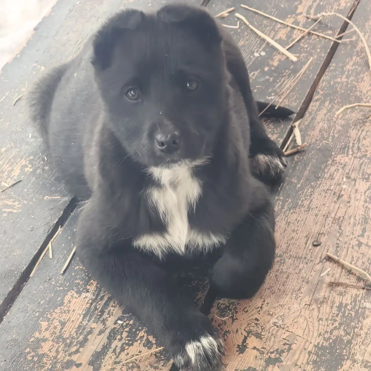 Щенки немецкой овчарки в Иркутске - Собаки (Животные) в Иркутск