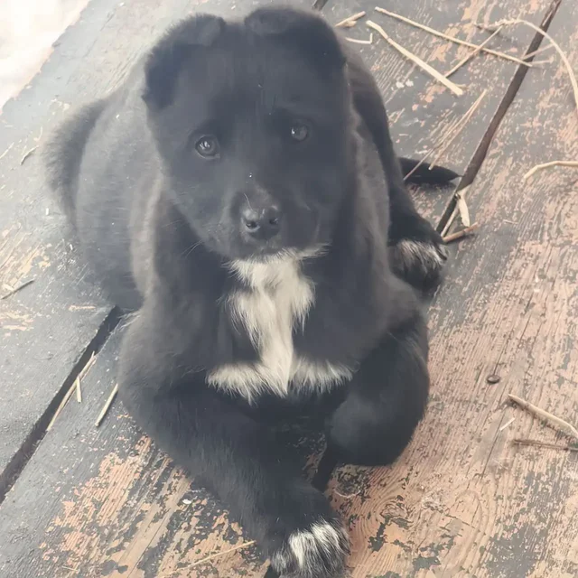 Щенки немецкой овчарки в Иркутске - частное объявление в Иркутск