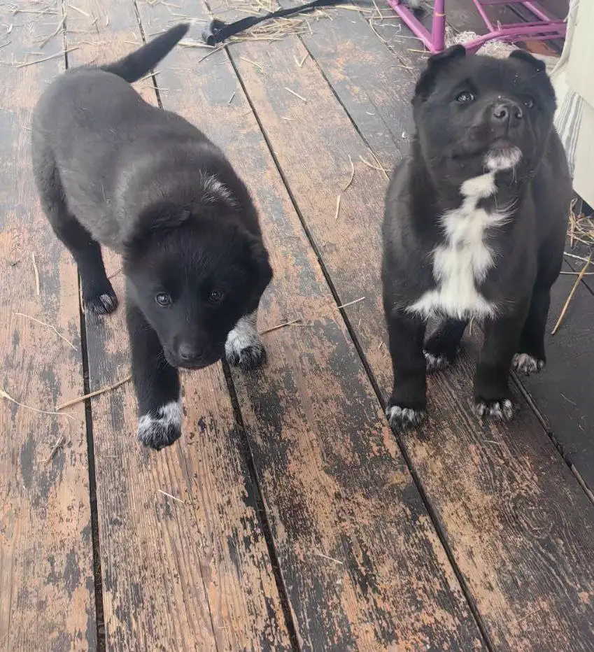 Щенки немецкой овчарки в Иркутске - Собаки (Животные) в Иркутск