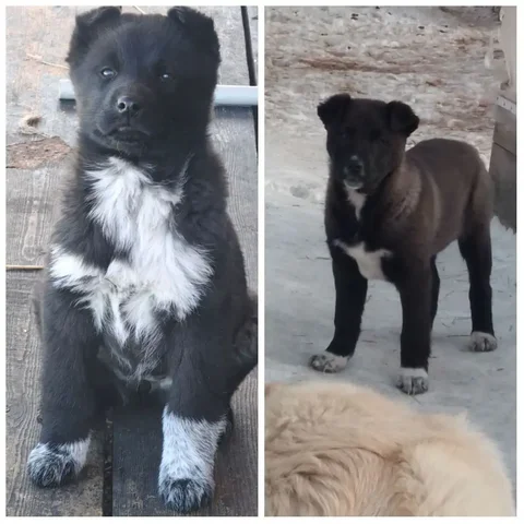 Щенки для охраны - Крупный рогатый скот в Иркутск