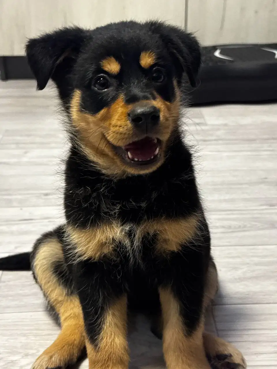 Щенок-метис немецкой овчарки для охраны частного дома - Собаки (Животные) в Иркутск