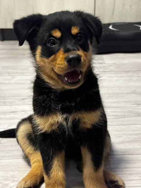 Щенок-метис немецкой овчарки для охраны частного дома - Найдены/потеряны в Иркутск