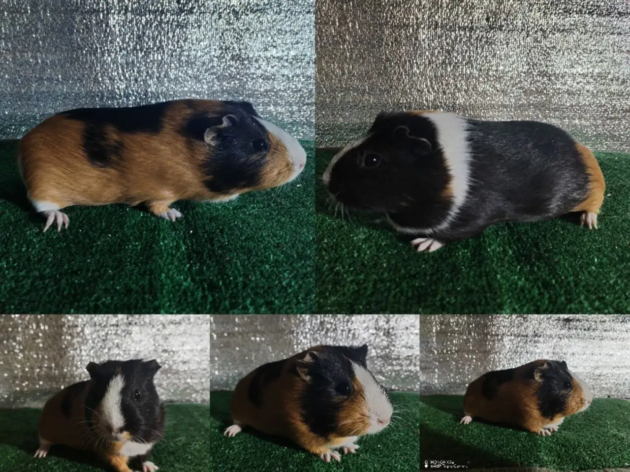 Продам морскую свинку девочка 8 месяцев - Морские свинки (Животные) в Хомутово