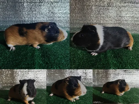 Продам морскую свинку девочка 8 месяцев - частное объявление в Хомутово