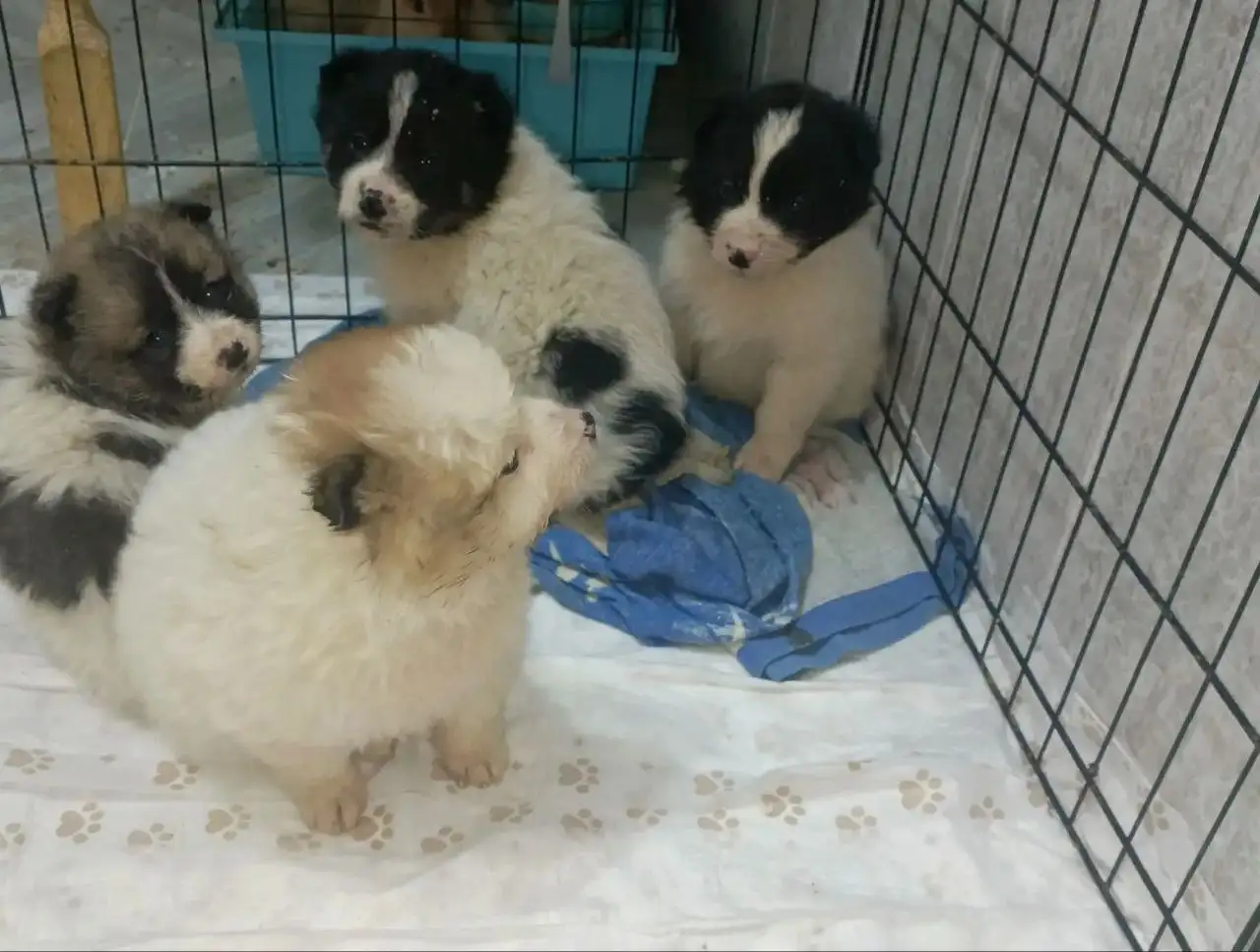 Щенки в дар в Иркутске - Собаки (Животные) в Иркутск