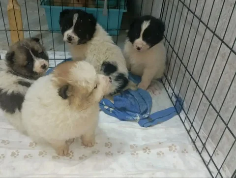 Щенки в дар в Иркутске - Собаки в Иркутск