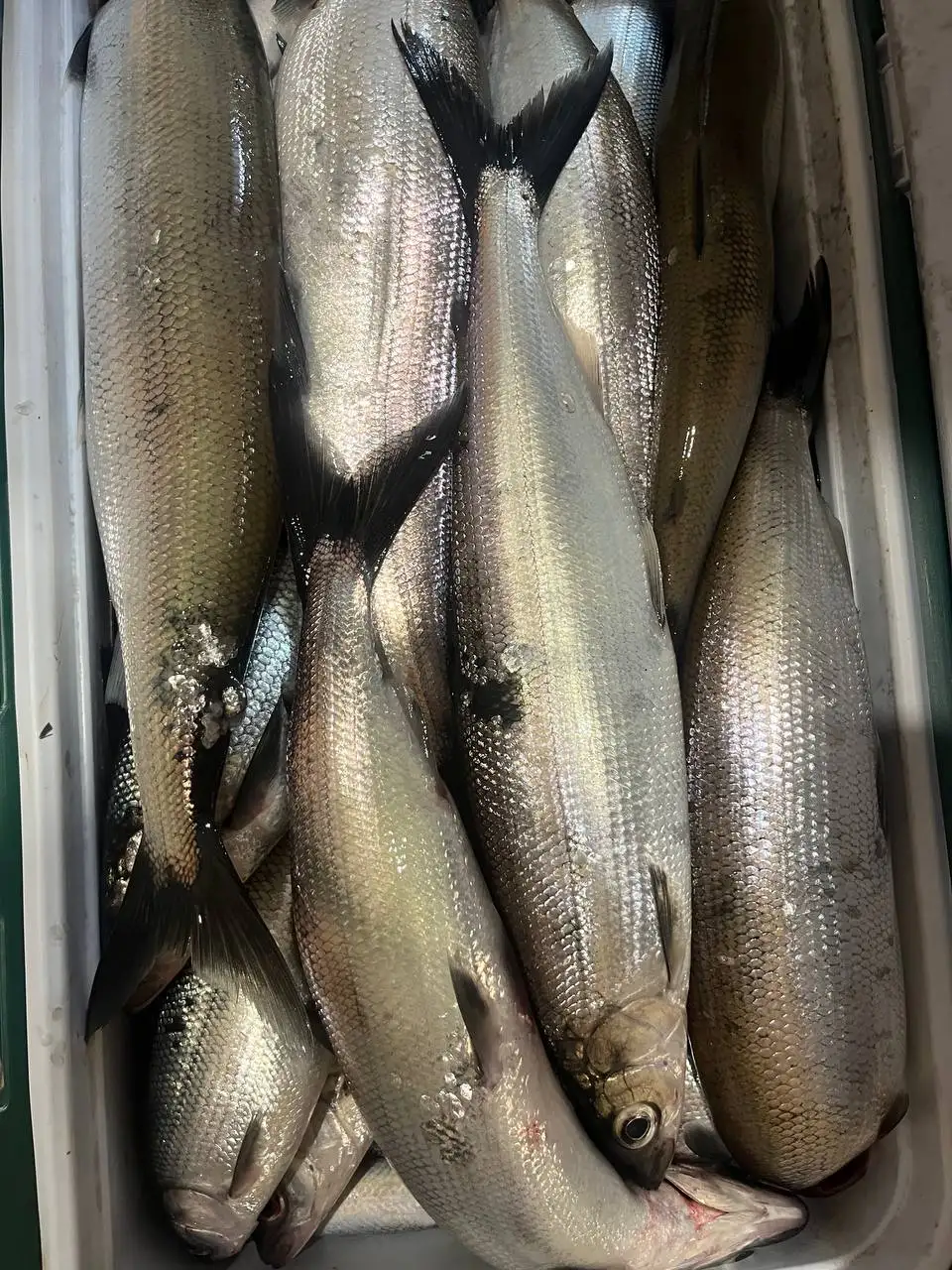 Продажа свежего омуля в Иркутске - Барахолка в Иркутск
