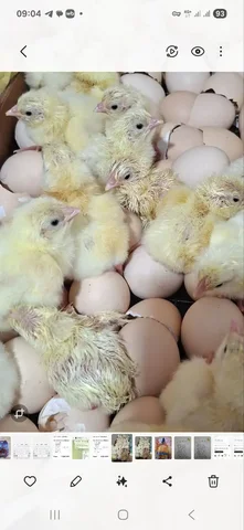 Продажа цыплят бройлерных росс 308 в Ангарске - частное объявление в Ангарск