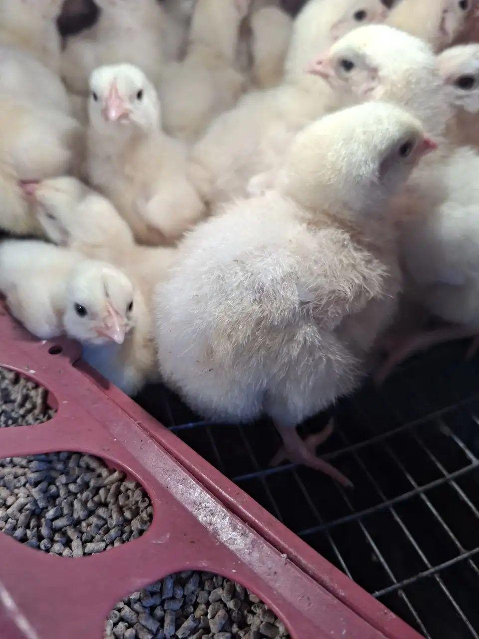 Бройлерные цыплята РОСС 308 - Птица (Животные) в Иркутск