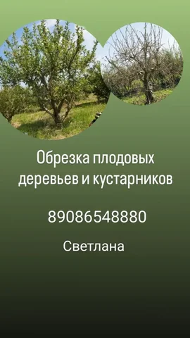 Профессиональная обрезка плодовых деревьев и кустарников - Коммунальные услуги в Иркутск