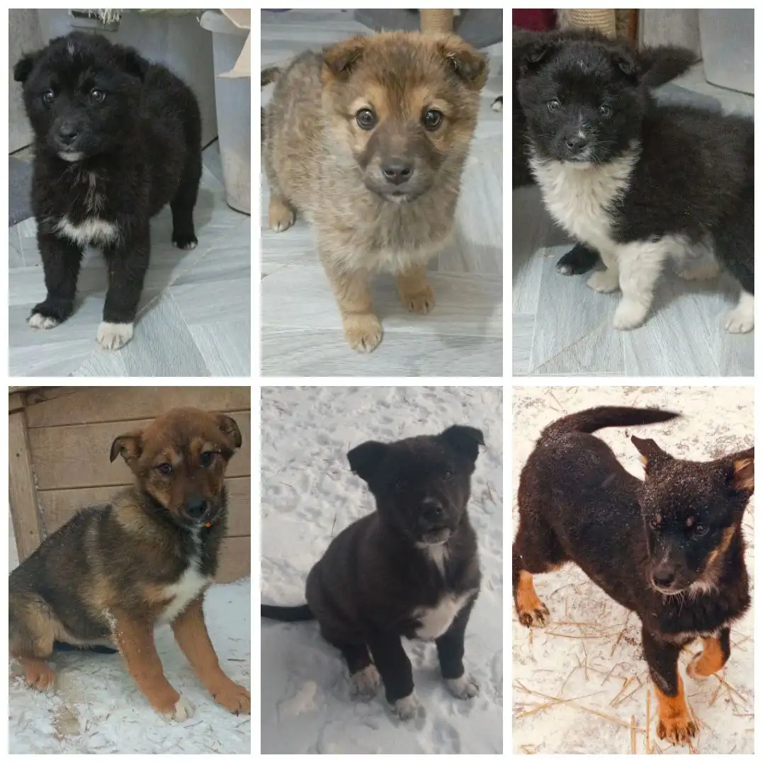Щенки в дар - Собаки (Животные) в Иркутск