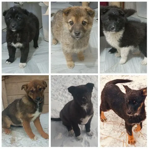 Щенки в дар - Морские свинки в Иркутск