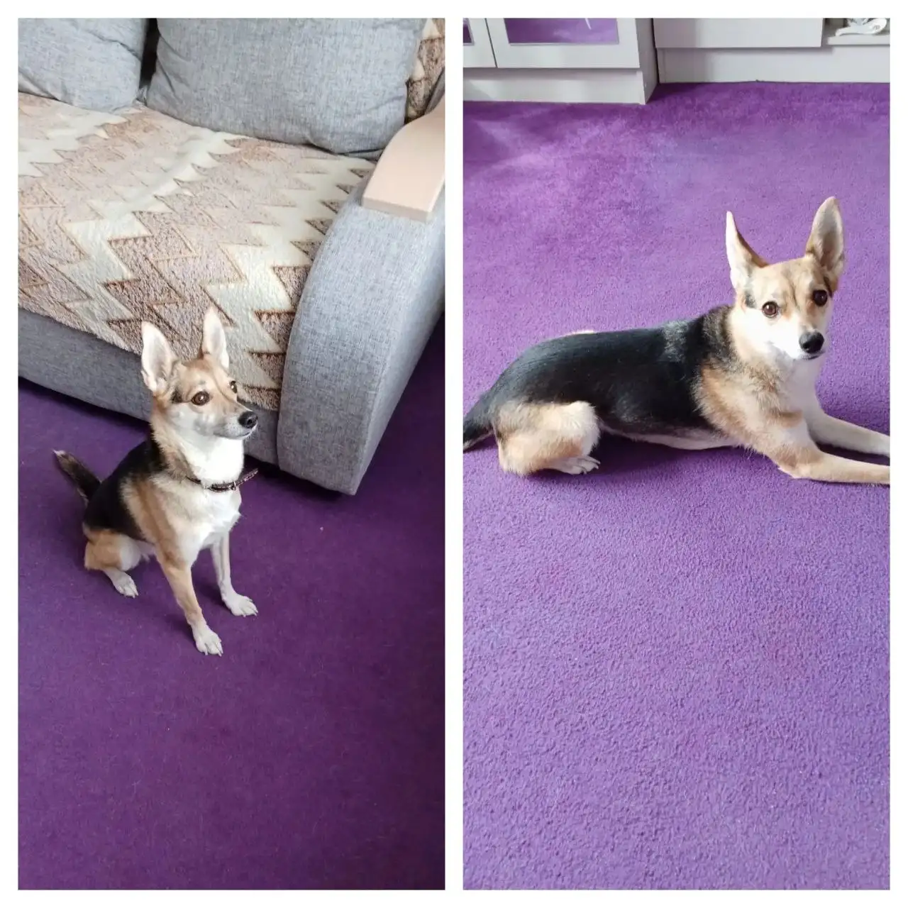 Стерилизованная молодая кошка ищет семью с детьми - Кошки (Животные) в Иркутск