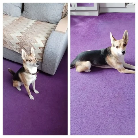 Стерилизованная молодая кошка ищет семью с детьми - Птицы в Иркутск