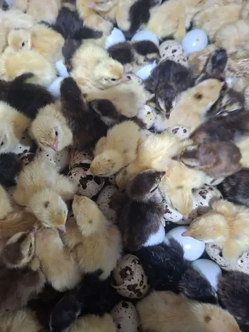 Продажа перепелят пород Б Гигант и Селадон - частное объявление в Иркутск