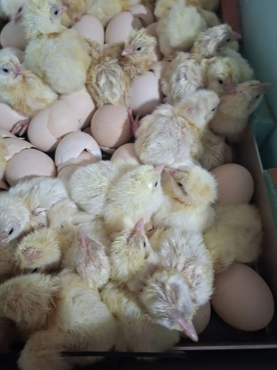 Продажа бройлерных цыплят РОСС 308 - Птицы (Животные) в Ангарск