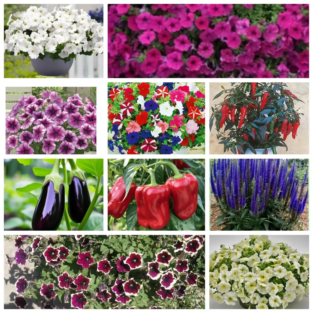 Продажа крепкой рассады цветов и овощей - Растения (Хобби и отдых) в Иркутск