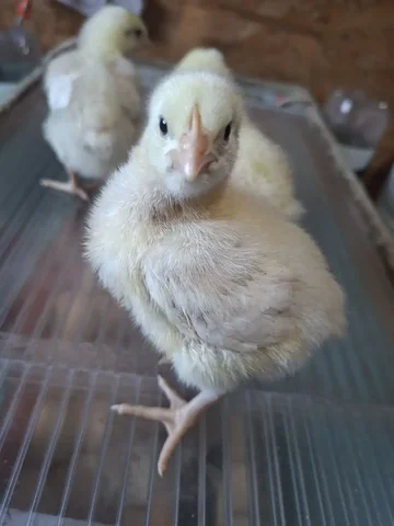 Продажа подрощенных цыплят бройлерных росс 308 - частное объявление в Ангарск