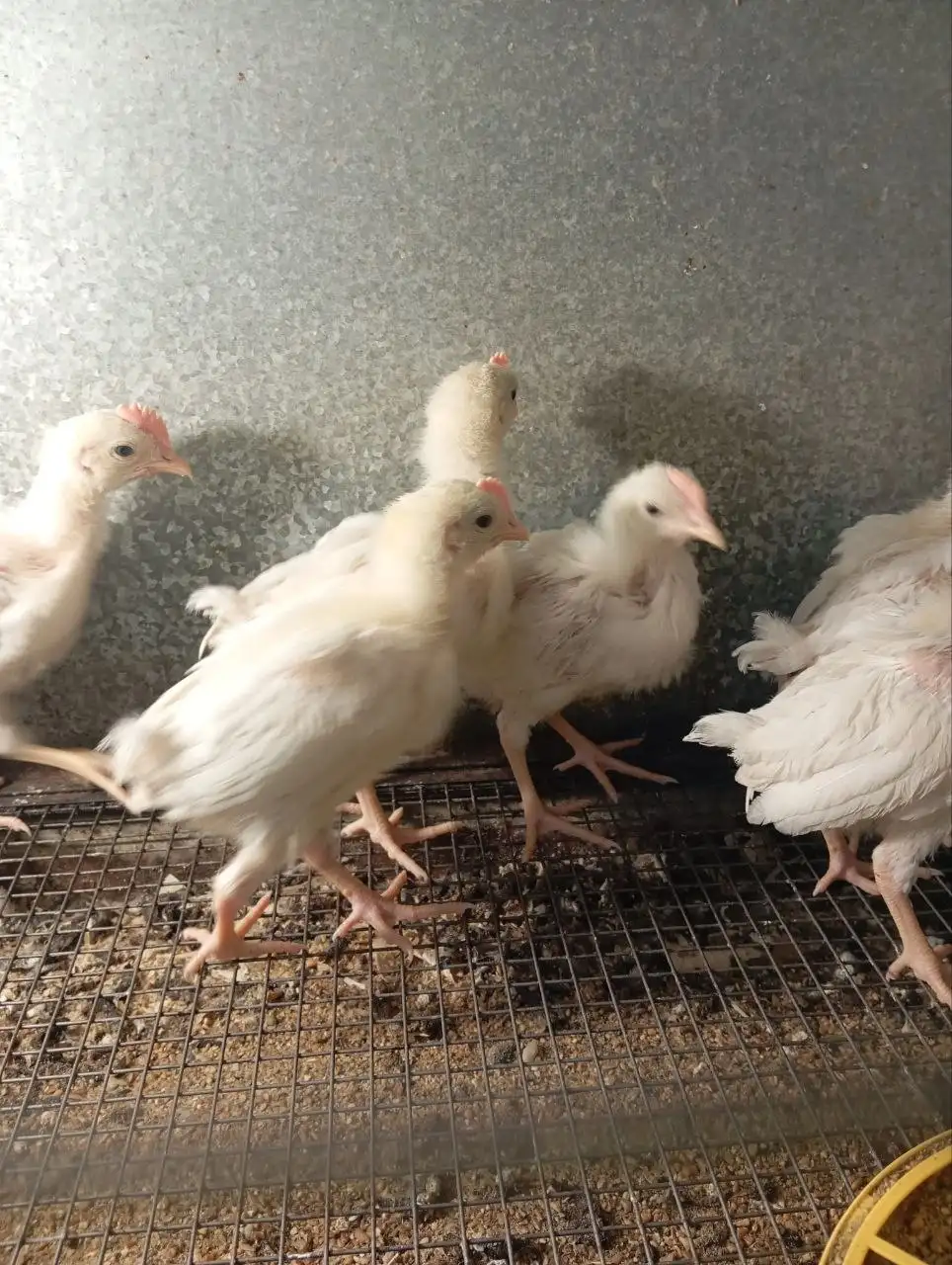 Продажа петушков пород леггорн и пушкинская - Птицы (Животные) в Иркутск