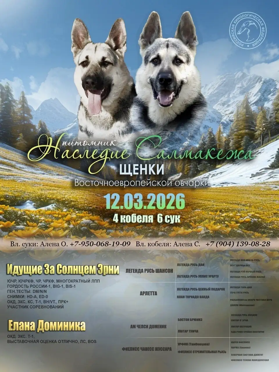 Щенки восточноевропейской овчарки - Собаки (Животные) в Ангарск