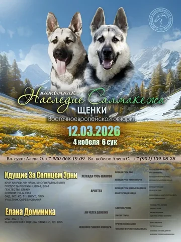 Щенки восточноевропейской овчарки - частное объявление в Ангарск