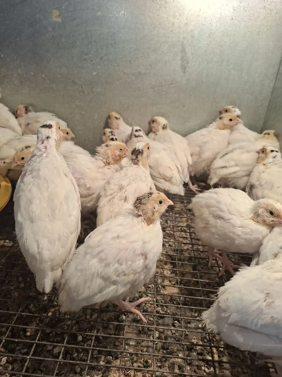 Продажа перепелят БГ 18 дней - Птицы (Животные) в Иркутск