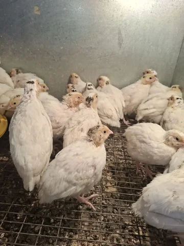 Продажа перепелят БГ 18 дней - Животные в Иркутск