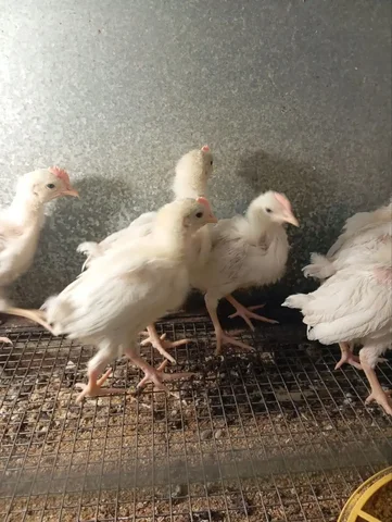 Петушки пород леггорн и пушкинская - Потерявшиеся животные в Иркутск