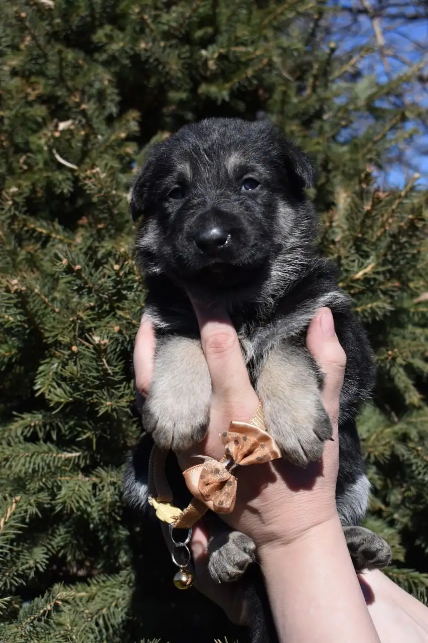 Щенки восточноевропейской овчарки с документами - Собаки (Животные) в Ангарск