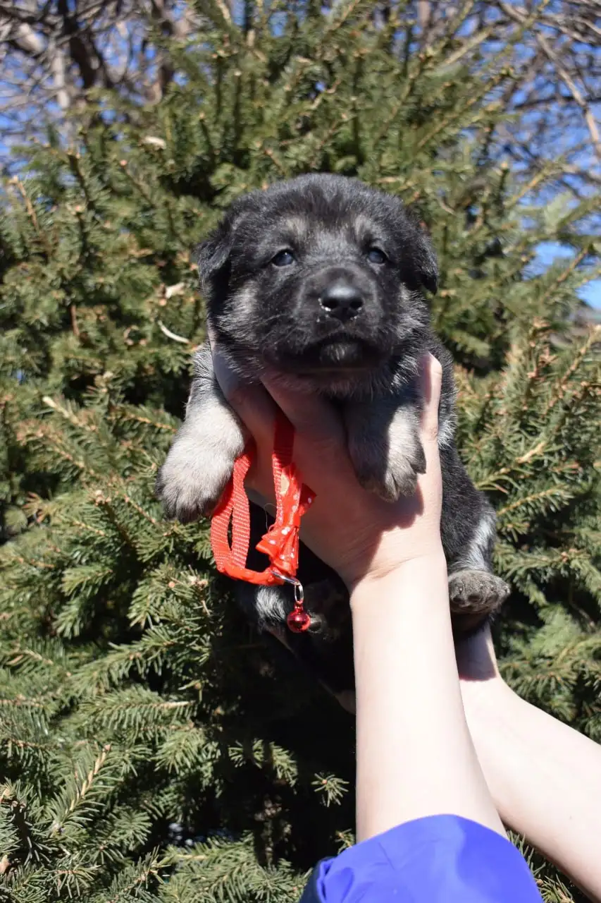 Щенки восточноевропейской овчарки с документами - Собаки (Животные) в Ангарск
