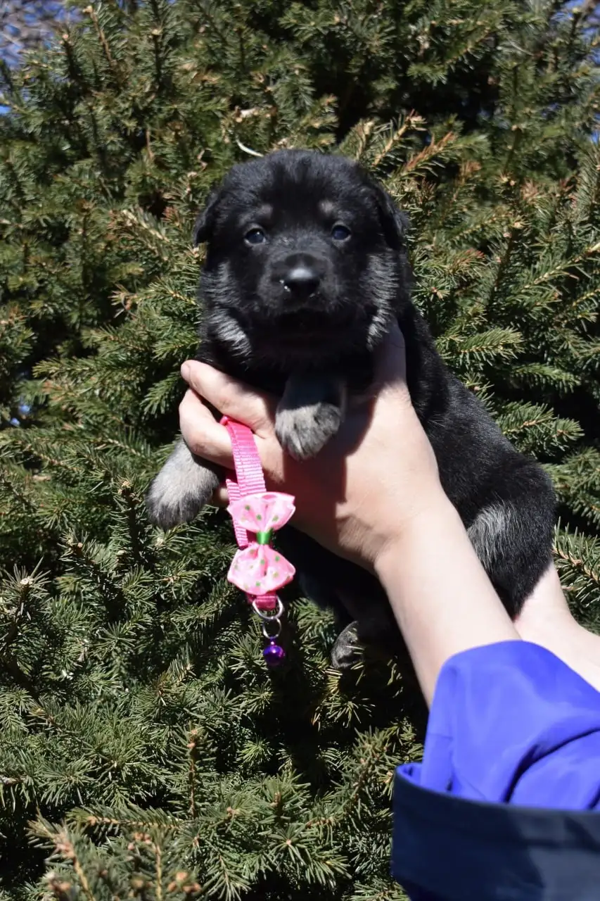 Щенки восточноевропейской овчарки с документами - Собаки (Животные) в Ангарск