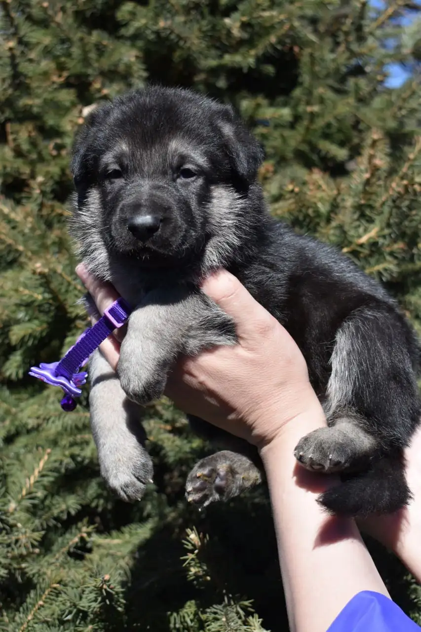 Щенки восточноевропейской овчарки с документами - Собаки (Животные) в Ангарск