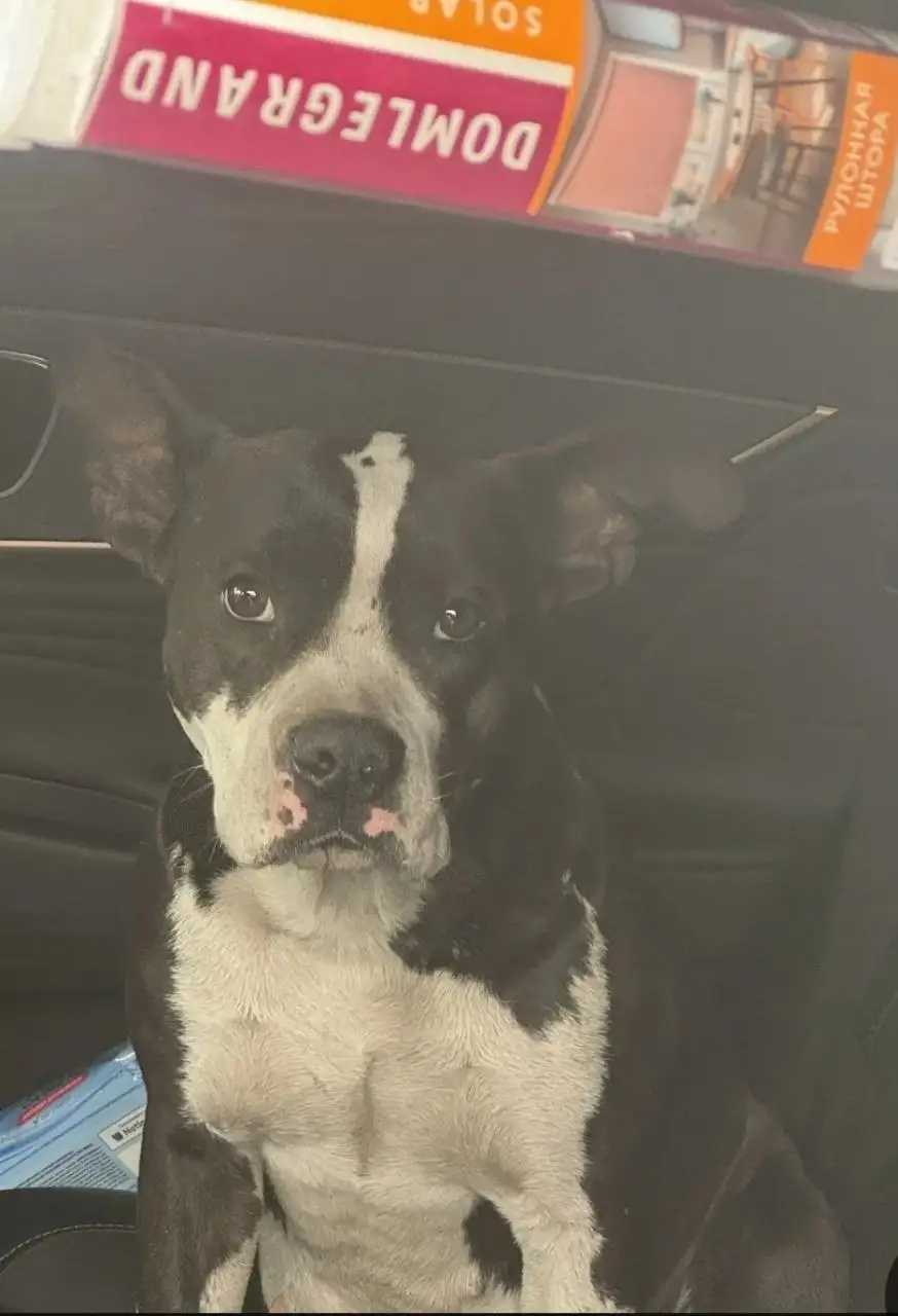 Спасение собаки в Иркутске - Животные в Иркутск